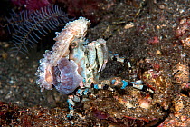 Corallimorph decorator crab (Cyclocoeloma tuberculata) fixing Corallimorpharian (Discosomatidae) to shell using setae, Lembeh Strait, North Sulawesi, Indonesia.