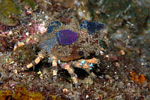 Corallimorph decorator crab (Cyclocoeloma tuberculata)  Lembeh Strait, North Sulawesi, Indonesia.