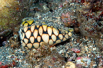 Marbled cone snail (Conus marmoreus) venomous species, Lembeh Strait, North Sulawesi, Indonesia.