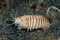 Bobbit worm (Eunice aphroditois) Lembeh Strait, North Sulawesi, Indonesia.