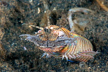 Bobbit worm (Eunice aphroditois) Lembeh Strait, North Sulawesi, Indonesia.
