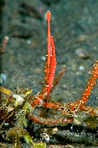 Ocellated tozeuma shrimp (Tozeuma lanceolatum) pair. Lembeh Strait, North Sulawesi, Indonesia.