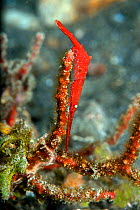 Ocellated tozeuma shrimp (Tozeuma lanceolatum) Lembeh Strait, North Sulawesi, Indonesia.