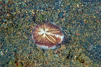 Longspine heart urchin (Maretia planulata) burrowing into the sand, Lembeh Strait, North Sulawesi, Indonesia.