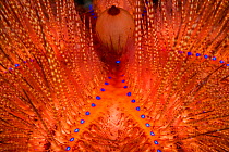 Fire urchin (Astropyga radiata) close up, Lembeh Strait, North Sulawesi, Indonesia.