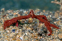 Hairless orangutan crab (Oncinopus sp. / Achaeus japonicus) Lembeh Strait, North Sulawesi, Indonesia.
