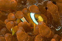 Clark's anemonefish (Amphiprion clarkii) unusual yellow form in  its host Bubble-tip Anemone (Entacmaea quadricolor). Lembeh Strait, North Sulawesi, Indonesia.