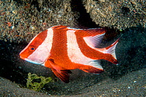 Emperor red snaper (Lutjanus sebae) sub-adult. Lembeh Strait, North Sulawesi, Indonesia.
