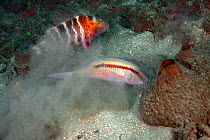 Dash and dot goatfish (Parupeneus barberinus) stirring up the sand in search of food, followed by a Wrasse (Labridae) waiting to pick up easy meal, Lembeh Strait, North Sulawesi, Indonesia.