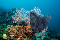 Big plastic sack entangled on a Gorgonian Sea Fan, Lembeh Strait, North Sulawesi, Indonesia.