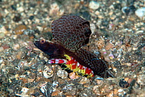 Mosaic-fin Shrimp Goby (Flabelligobius sp.) living in association with Red Banded Alpheid Shrimp (Alpheus randalli) Lembeh Strait, North Sulawesi, Indonesia.
