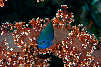 Nagasaki damselfish (Pomacentrus nagasakiensis) portrait with Red Soft Coral Tree (Dendronephthya sp.), coral polyps retracted. Lembeh Strait, North Sulawesi, Indonesia.