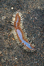 Fire worm (Chloeia sp.) Lembeh Strait, North Sulwesi, Indonesia.