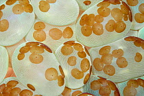 Acoel flatworms (Waminoa sp.) on Bubble Coral (Plerogyra sinuosa) Lembeh Strait, North Sulawesi, Indonesia.