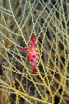 Rosy spindle cowrie (Phenacovolva rosea) on Branching Black Coral (Antipathes sp) Lembeh Strait, North Sulawesi, Indonesia.