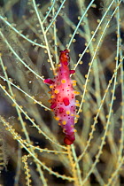 Rosy spindle cowrie (Phenacovolva rosea) on Branching Black Coral (Antipathes sp) Lembeh Strait, North Sulawesi, Indonesia.