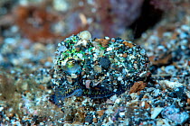 Berry's bobtail squid (Euprymna berryi) camouflaged with sand on its body, Lembeh Strait, North Sulawesi, Indonesia.