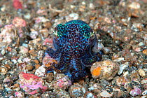 Berry's bobtail squid (Euprymna berryi) Lembeh Strait, North Sulawesi, Indonesia.