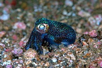 Berry's bobtail squid (Euprymna berryi) Lembeh Strait, North Sulawesi, Indonesia.