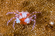 Mosaic boxer crab (Lybia tesselata) female carrying its red eggs Lembeh Strait, North Sulawesi, Indonesia