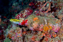 Striped fangblenny mimic (Petroscirtes breviceps) coming out of a bottle, Lembeh Strait, North Sulawesi, Indonesia.