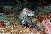 Day octopus (Octopus cyanea) moving on the coral reef during the day. Lembeh Strait, North Sulawesi, Indonesia.
