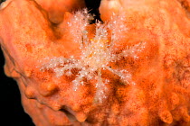 Decorator crab (unidentified) on Soft Coral at night. Due to the heavy decoration, the diagnostic features of many species are hidden from view and only a laboratory examination of a specimen can prov...