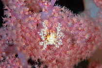 Decorator crab (unidentified) on Soft Coral at night. Due to the heavy decoration, the diagnostic features of many species are hidden from view and only a laboratory examination of a specimen can prov...