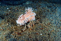 Urchin carrier crab (Dorippe frascone) carrying a big Chromodorid Nudibranch (Glossodoris hikuerensis) for camouflage and protection. Lembeh Strait, North Sulawesi, Indonesia.