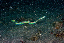Hair-tail blenny (Xiphasia setifer) adult swimmin away from its burrow, Lembeh Strait, North Sulawesi, Indonesia.