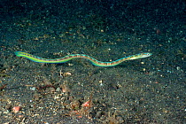 Hair-tail blenny (Xiphasia setifer) adult swimmin away from its burrow, Lembeh Strait, North Sulawesi, Indonesia.