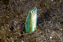 Hair-tail blenny (Xiphasia setifer) adult coming out of its burrow, Lembeh Strait, North Sulawesi, Indonesia.