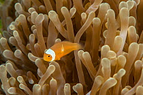False clown anemonefish (Amphiprion perideraion) with its host sea anemone (Heteractis magnifica). Lembeh Strait, North Sulawesi, Indonesia.