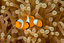 False clown anemonefish (Amphiprion perideraion) with its host sea anemone (Heteractis magnifica). Lembeh Strait, North Sulawesi, Indonesia.