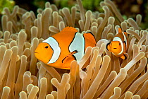 False clown anemonefish pair (Amphiprion perideraion) with in its host sea anemone (Heteractis magnifica). Lembeh Strait, North Sulawesi, Indonesia.