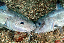 Striped eel catfish (Plotosus lineatus) adult males fighting trying to bite each other's head. Lembeh Strait, North Sulawesi, Indonesia.