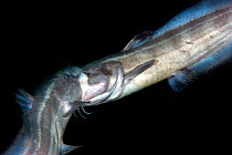 Striped eel catfish (Plotosus lineatus) adult males fighting trying to bite each other's head. Lembeh Strait, North Sulawesi, Indonesia.