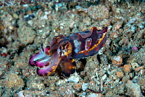 Flamboyant cuttlefish (Metasepia pfefferi) walking on sea floor, with aposematic coloration. This species has a small cuttlebone so can only float for short periods of time, so walks on the sea floor....