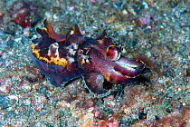 Flamboyant cuttlefish (Metasepia pfefferi) walking on sea floor, with aposematic coloration. This species has a small cuttlebone so can only float for short periods of time, so walks on the sea floor....