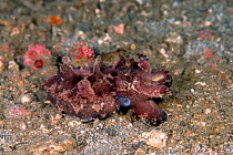 Flamboyant cuttlefish (Metasepia pfefferi) walking on sea floor. This species has a small cuttlebone so can only float for short periods of time. Lembeh Strait, North Sulawesi, Indonesia.