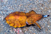 Flamboyant cuttlefish (Metasepia pfefferi) walking on sea floor and striking at prey. This species walks on sea floor as it has a small cuttle bone and cannot float for long periods of time. Lembeh St...
