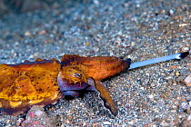 Flamboyant cuttlefish (Metasepia pfefferi) walking on sea floor and striking at prey. This species walks on sea floor as it has a small cuttle bone and cannot float for long periods of time. Lembeh St...