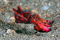Flamboyant cuttlefish (Metasepia pfefferi) young swimming and displaying. Lembeh Strait, North Sulawesi, Indonesia.