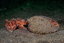 Flamboyant cuttlefish (Metasepia pfefferi) adult female displaying and laying her eggs inside a coconut shell to protect them from predators. Lembeh Strait, North Sulawesi, Indonesia.