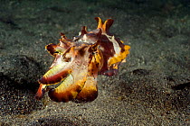 Flamboyant cuttlefish (Metasepia pfefferi) adult female. After laying her eggs inside a coconut shell, the female is leaves the arear jetting away for a short distance while displaying its vibrant war...