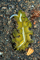 Marine flatworm (Pseudobiceros flowersi) with ruffled marginal tentacles - pseudotentacles. Lembeh Strait, North Sulawesi, Indonesia.e shown that fish will spit them out after the briefest of nips. We...