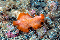 Marine flatworm (Phrikoceros sp.) Lembeh Strait, North Sulawesi, Indonesia.