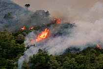 Mediterranean pines (Pinus halepensis) in forest fire, taken from the Patra Korinth Highway, Mount Klokos, Peloponese, Greece.  9th July 2007. This was the largest forest fire in Greece recorded. It d...