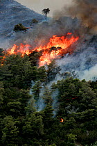 Mediterranean pines (Pinus halepensis) in forest fire, taken from the Patra Korinth Highway, Mount Klokos, Peloponese, Greece. 9th July 2007. This was the largest forest fire in Greece recorded. It de...