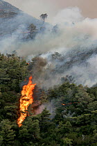 Mediterranean pines (Pinus halepensis) in forest fire, taken from the Patra Korinth Highway, Mount Klokos, Peloponese, Greece. 9th July 2007. This was the largest forest fire in Greece recorded. It de...